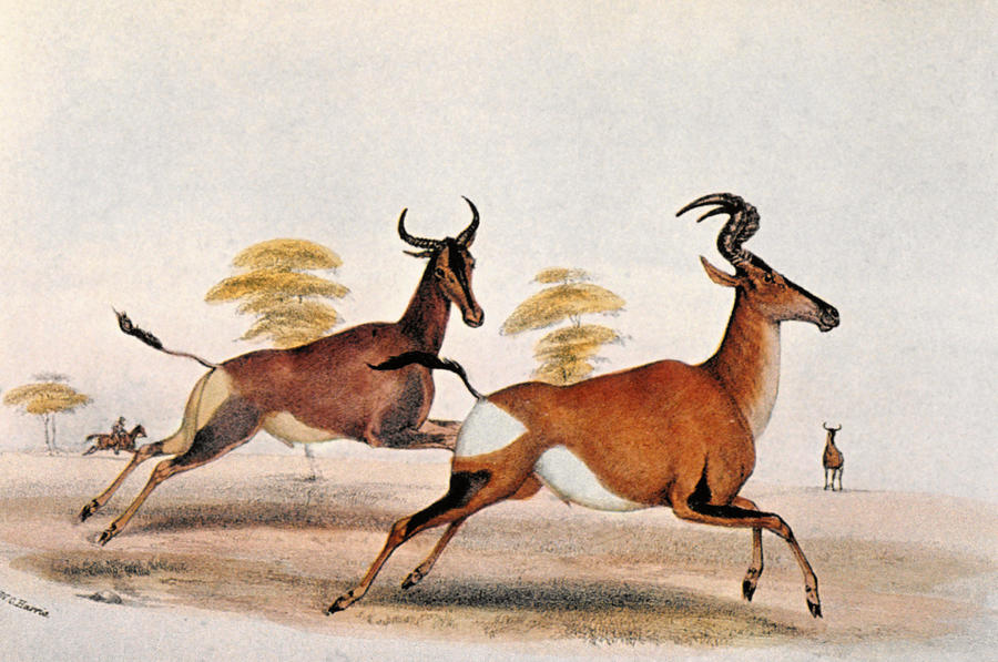 1841 Photograph - Sassaby And Hartebeest, by Granger