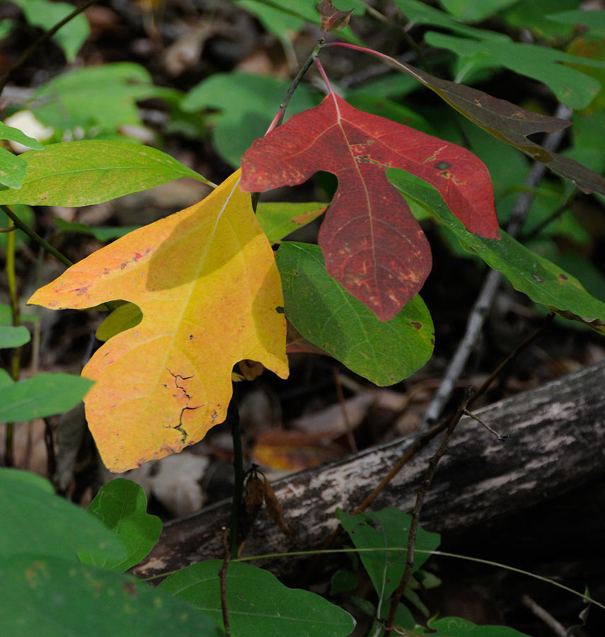 Sassafras Fall Color Photograph by Jim Albert - Fine Art America