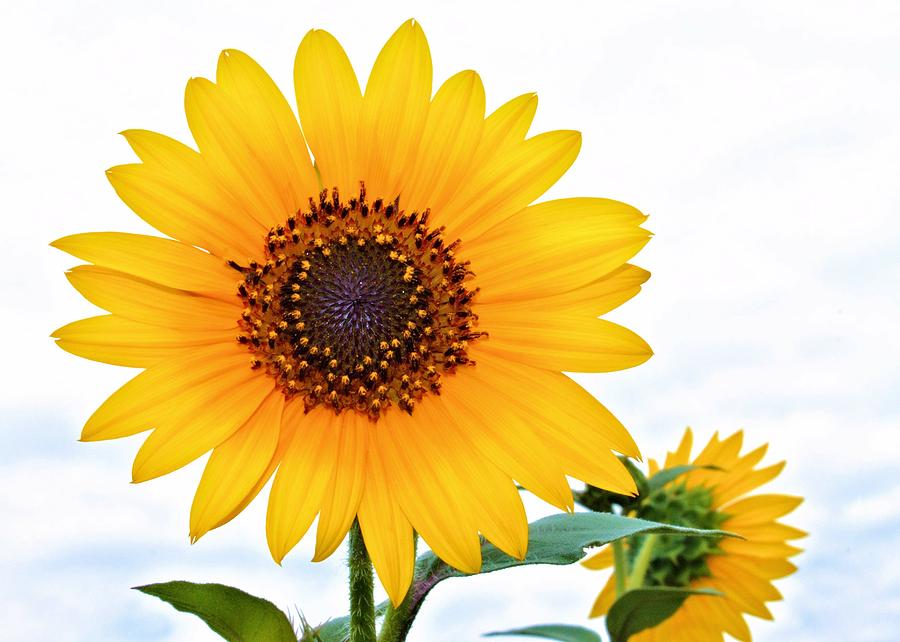 Sassy Sunflower Photograph by Elizabeth Budd