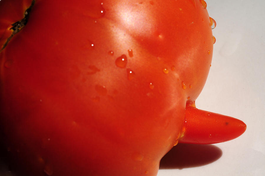 Sassy Tomato Photograph by Wanda Brandon