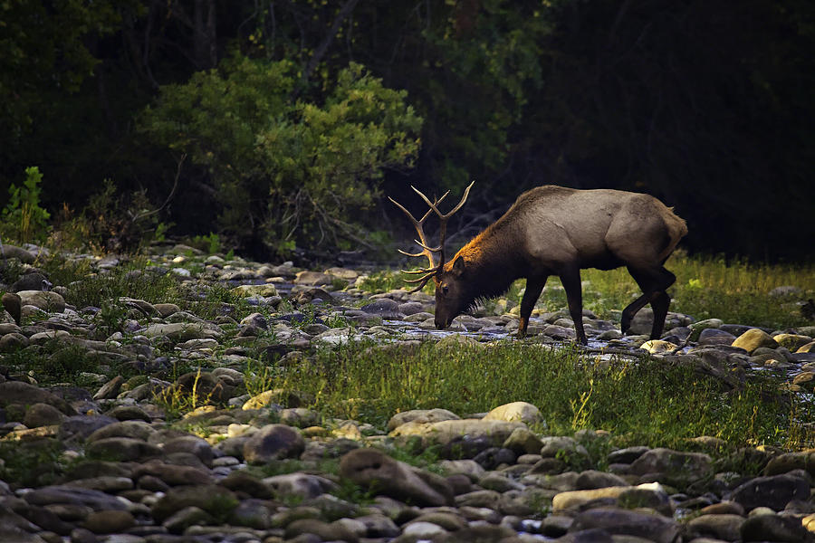 Satellite Bull Elk Scenting Cow Elk Photograph by Michael Dougherty