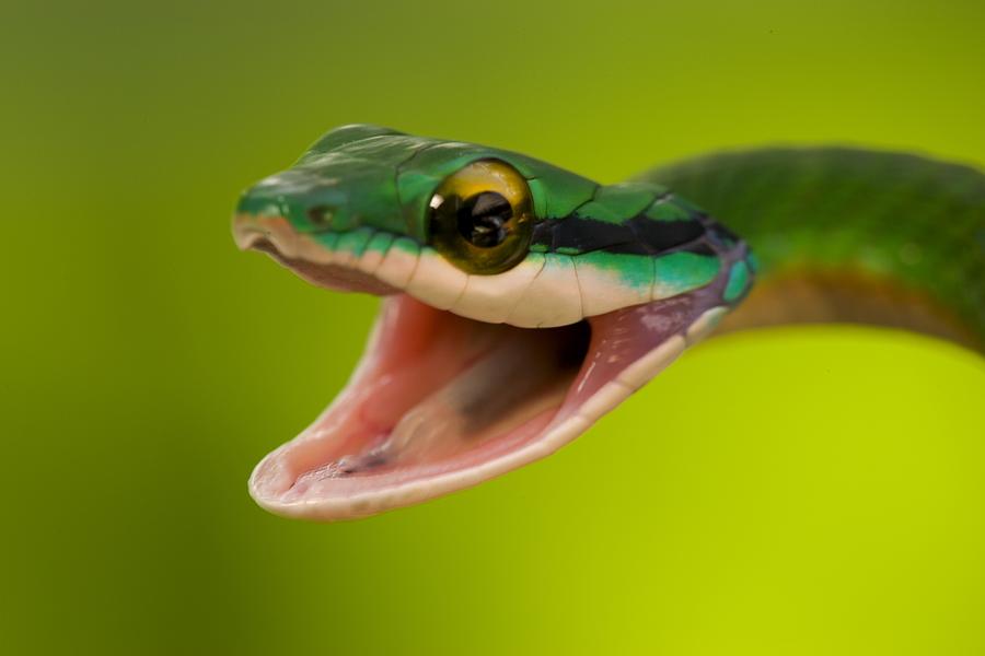 Satiny Parrot Snake Photograph by Roy Toft