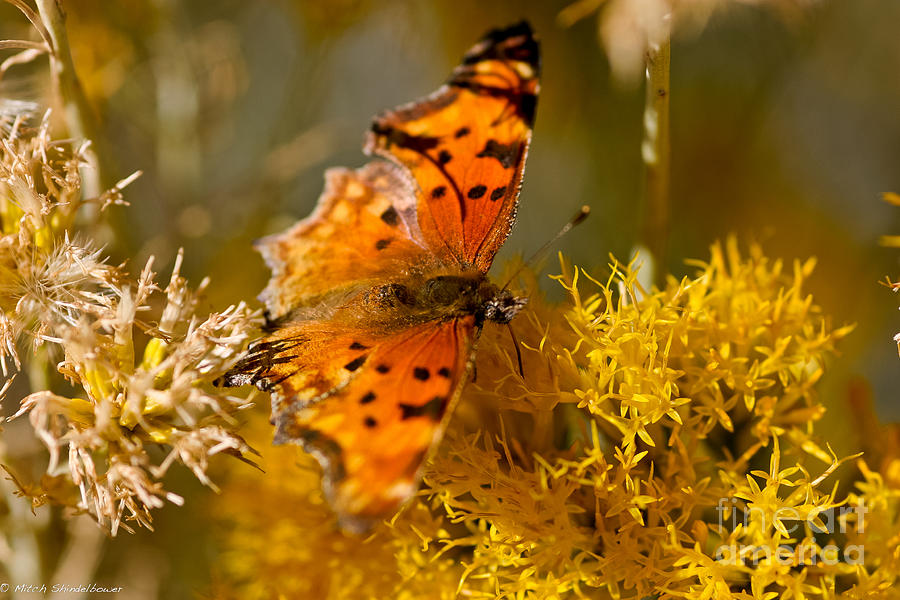 Satyr Comma Butterfly Photograph by Mitch Shindelbower