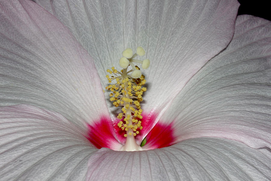 Saucer Hibiscus 1 Photograph by Robert Morin