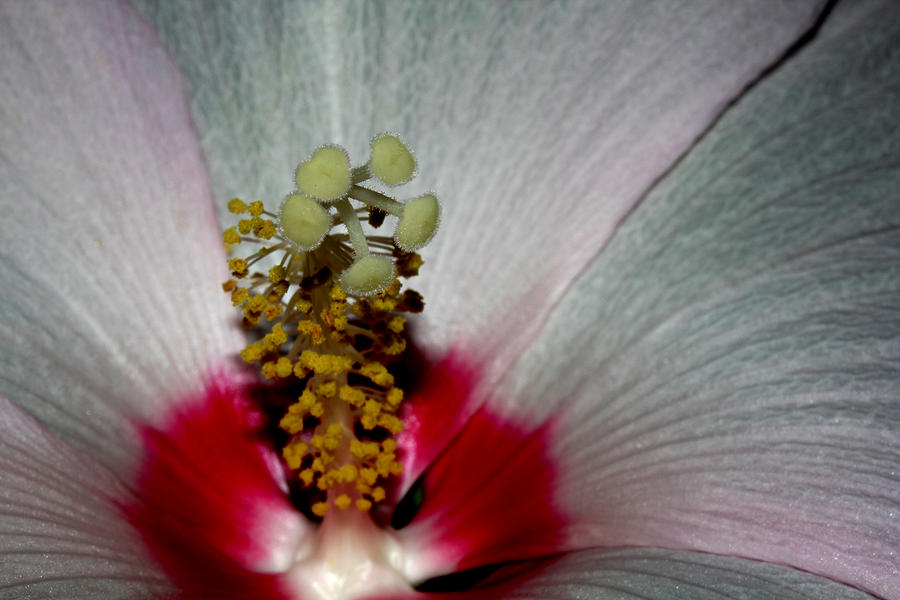Saucer Hibiscus 2 Photograph by Robert Morin