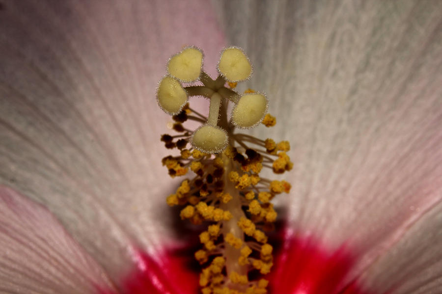 Saucer Hibiscus 3 Photograph by Robert Morin
