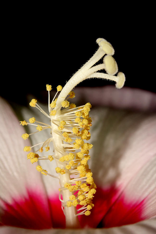 Saucer Hibiscus 6 Photograph by Robert Morin