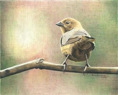 Saucy Cowbird Drawing by Ana Tirolese