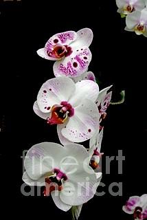 Saucy Orchid Photograph by Joan McArthur
