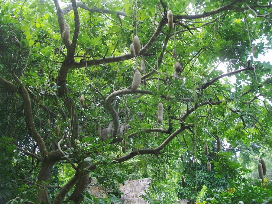 Sausage Tree Photograph by Katie Noonan Bay - Pixels