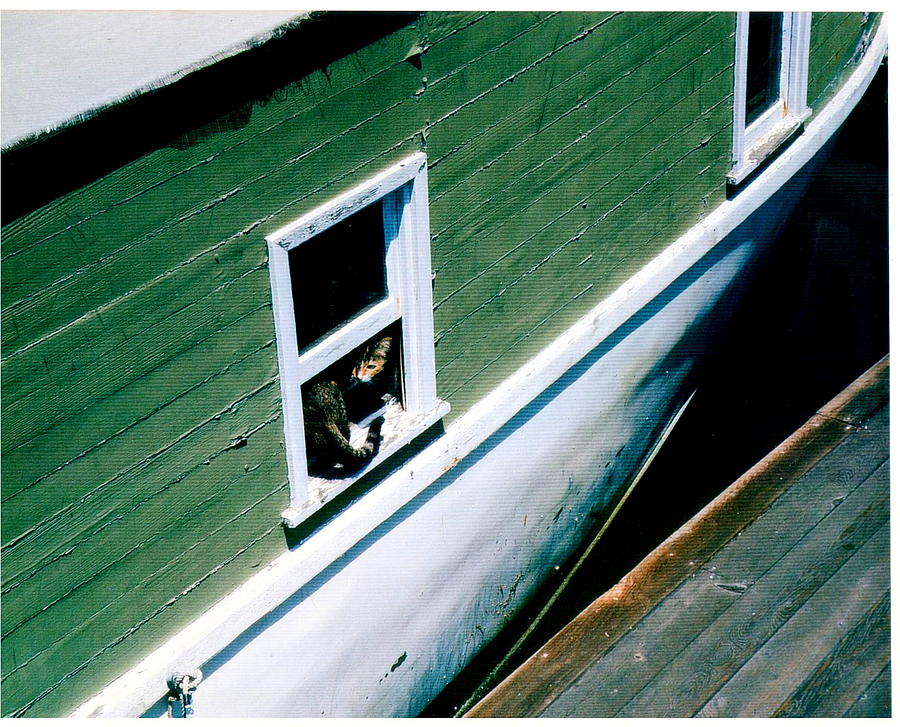 Sausalito Boat Cat Photograph by Don Struke
