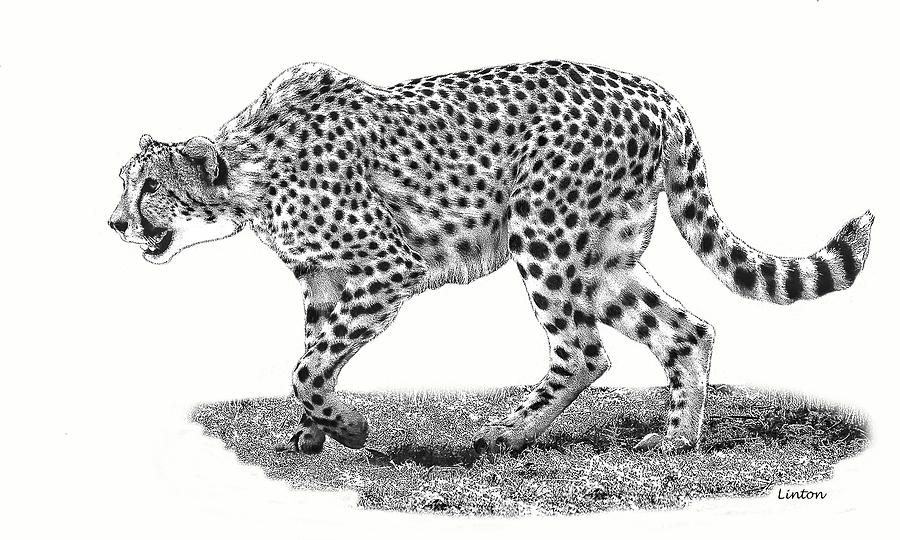 Savanna Cat Digital Art by Larry Linton