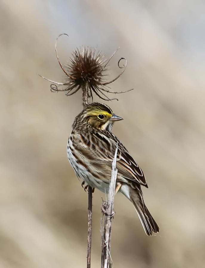 Sparrow Photograph - Savannah Sparrow by Angie Vogel