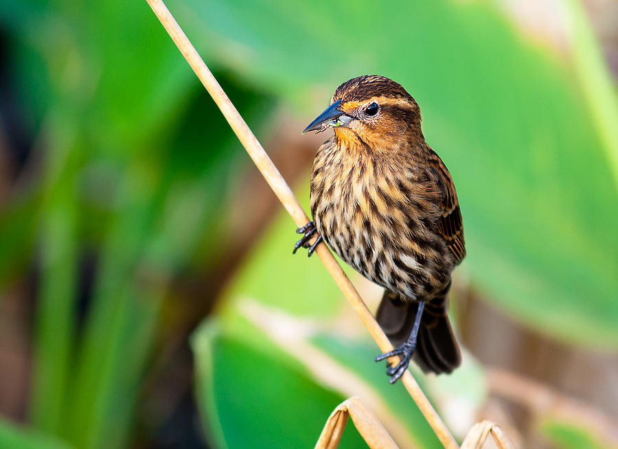 Savannah Sparrow Photograph by Kenneth Albin