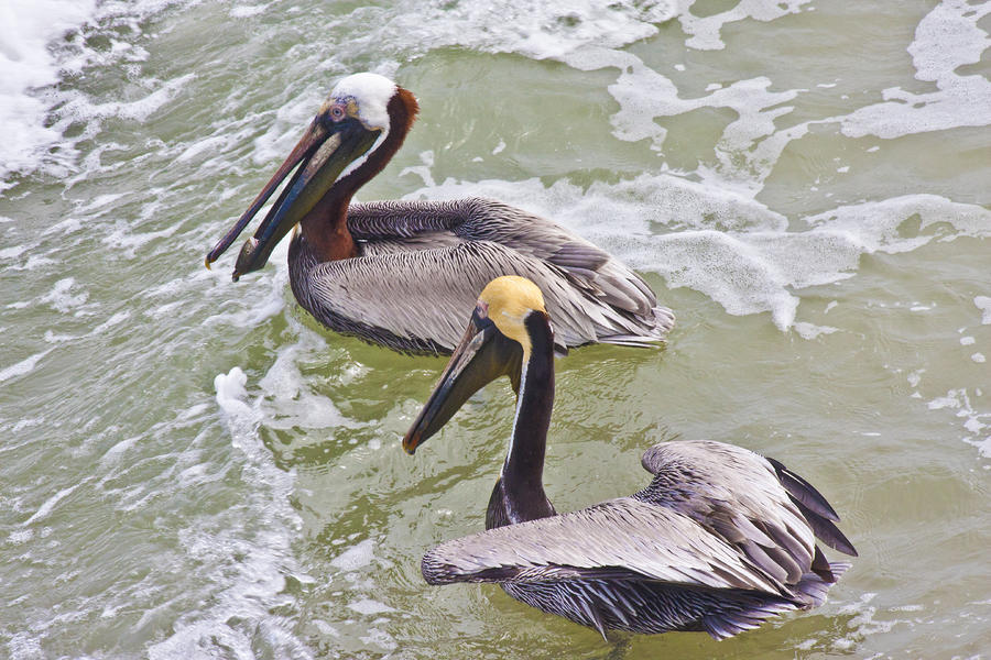 Pelican Photograph - Save Some for Me by Betsy Knapp