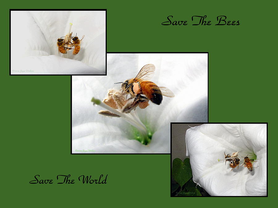 Save The Bees Save The World Photograph by Joyce Dickens