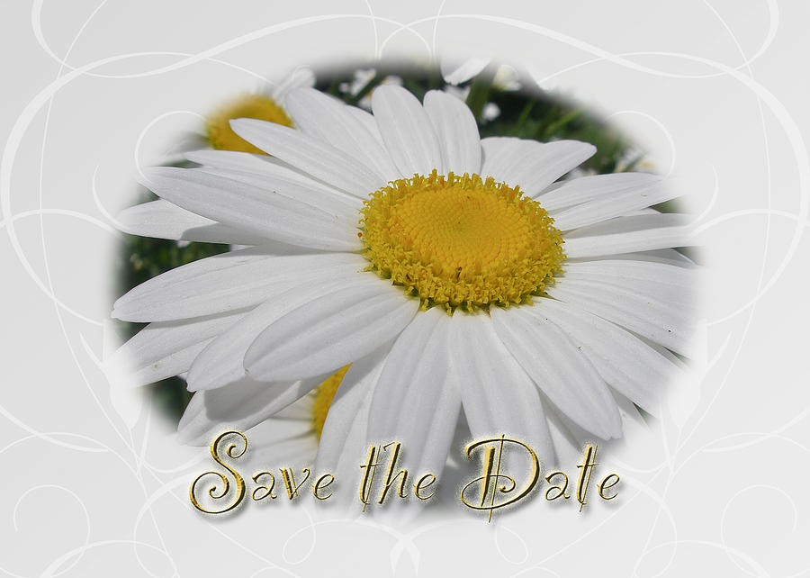 Save The Date Greeting Card - White Daisy Wildflower Photograph by Carol Senske