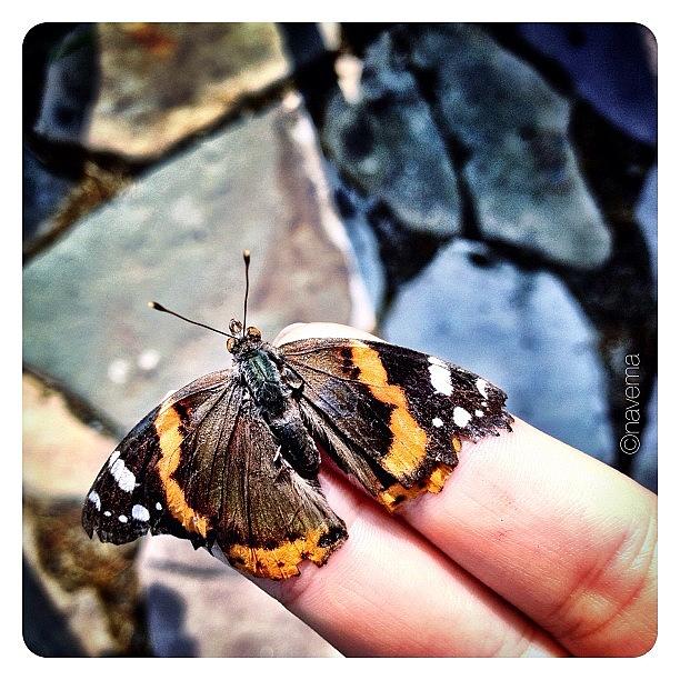 Butterfly Photograph - Saved From The Pond by Natasha Marco