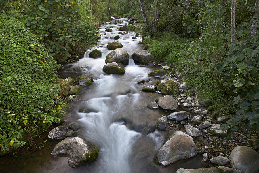 Savegre River Flowing Through Forest Photograph by Tim Fitzharris
