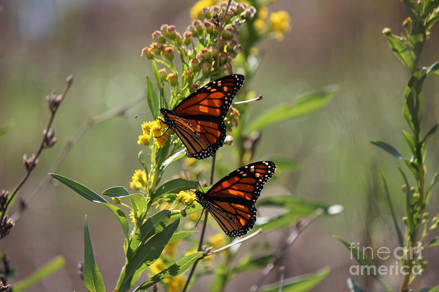 Butterfly Photograph - Savoring The Moment by Scenesational Photos Butterfly Photograph - Savoring The Moment by Scenesational Photos