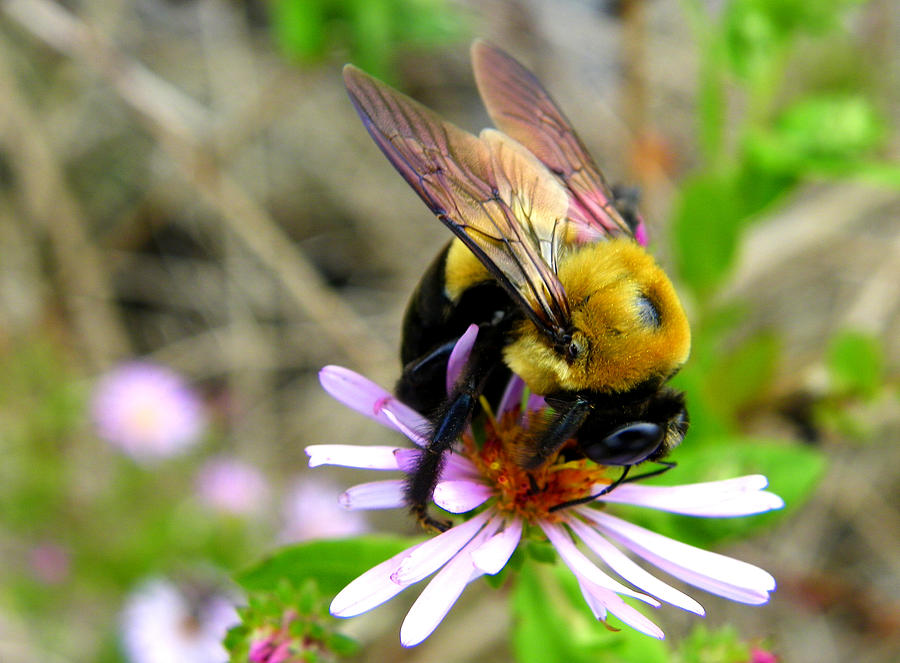 Savoring the Nectar Photograph by Judy Wanamaker
