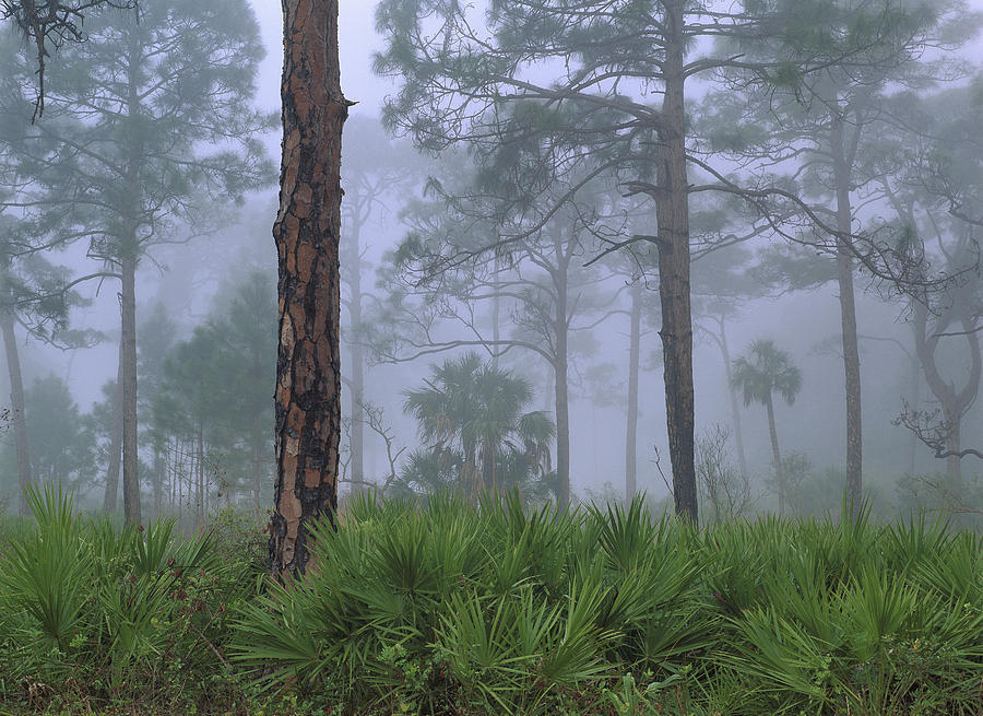 Saw Palmetto And Pine In Fog Photograph by Tim Fitzharris