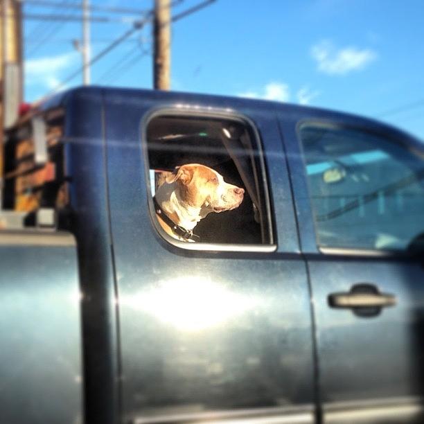 Dog Photograph - Saw This #dog #chilling Out The Window by Jordan Napolitano
