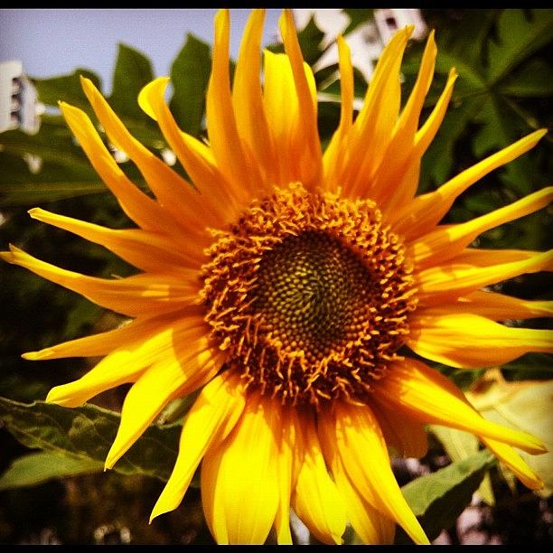 Sunflower Photograph - Saw This #flower Otw To Market by Rohaya Yacob