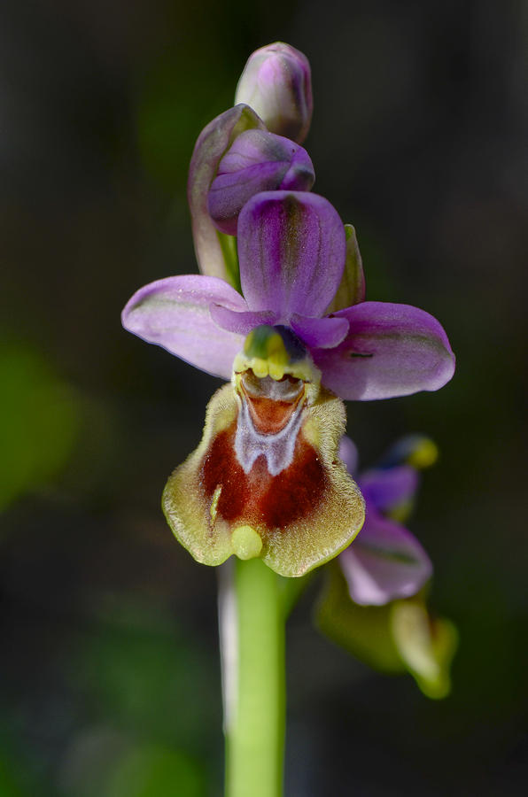 Sawfly orchid Photograph by Perry Van Munster