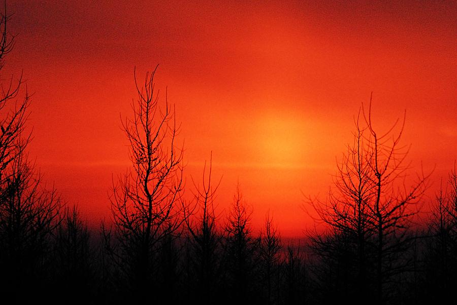 Nature Photograph - Sax-Zim Sunset by Larry Ricker
