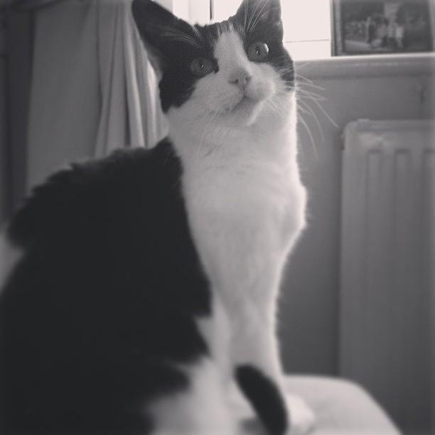 Cat Photograph - Say Hello I Folly, My Nans Cat #cute by Charlotte Turville