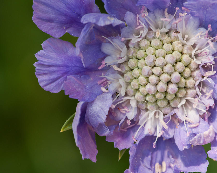 Scabiosa Butterfly Blue Photograph