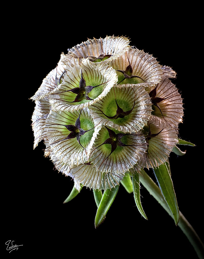 Scabiosa Photograph by Endre Balogh