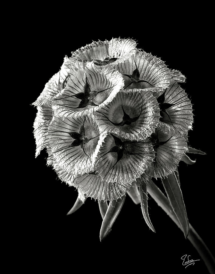 Scabiosa in Black and White Photograph by Endre Balogh