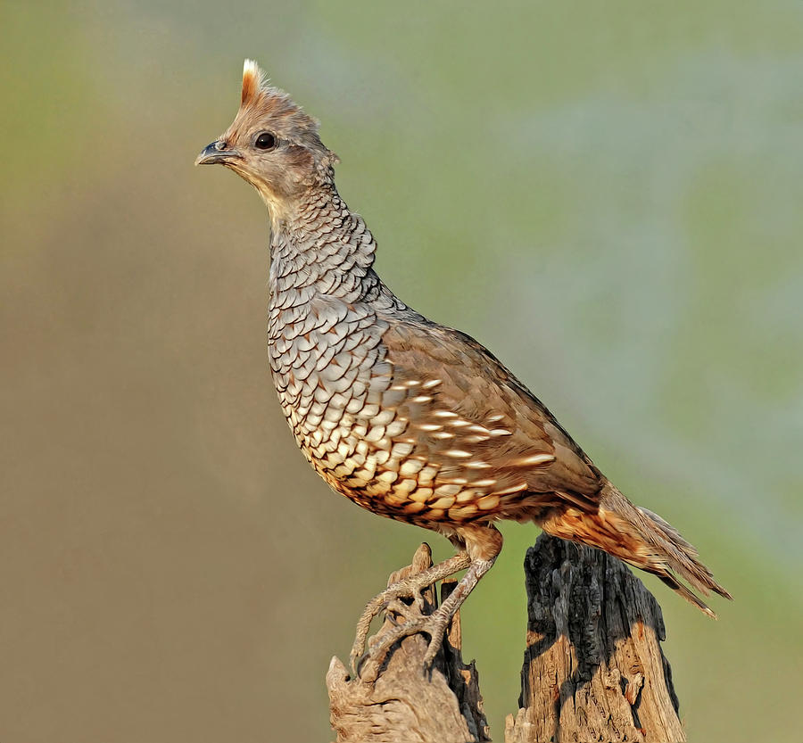 Scaled Quail Photograph by Dave Mills
