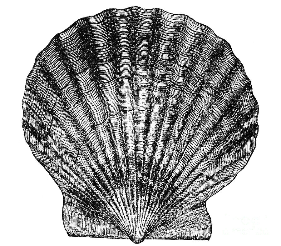 Shell Photograph - Scallop Shell by Granger