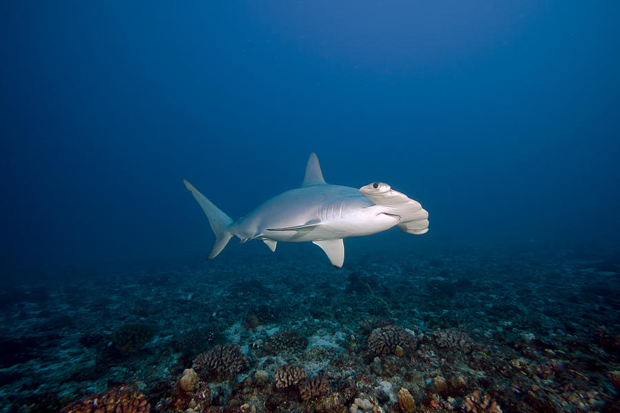 Scalloped Hammerhead Shark Photograph by Dave Fleetham