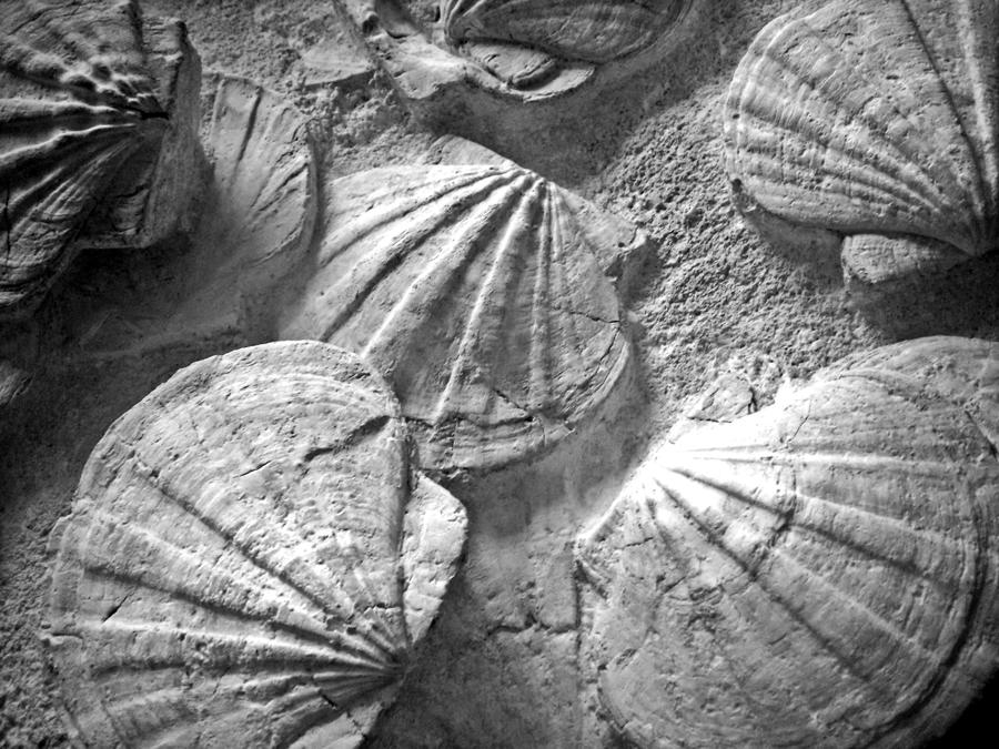 Shell Photograph - Scallops ... by Juergen Weiss