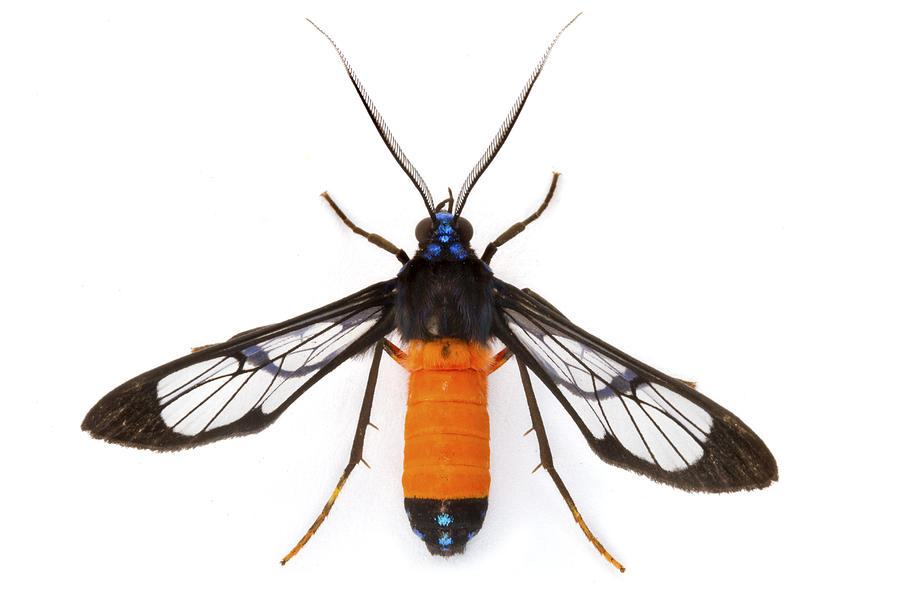 Scape Moth Barbilla Np Costa Rica Photograph by Piotr Naskrecki