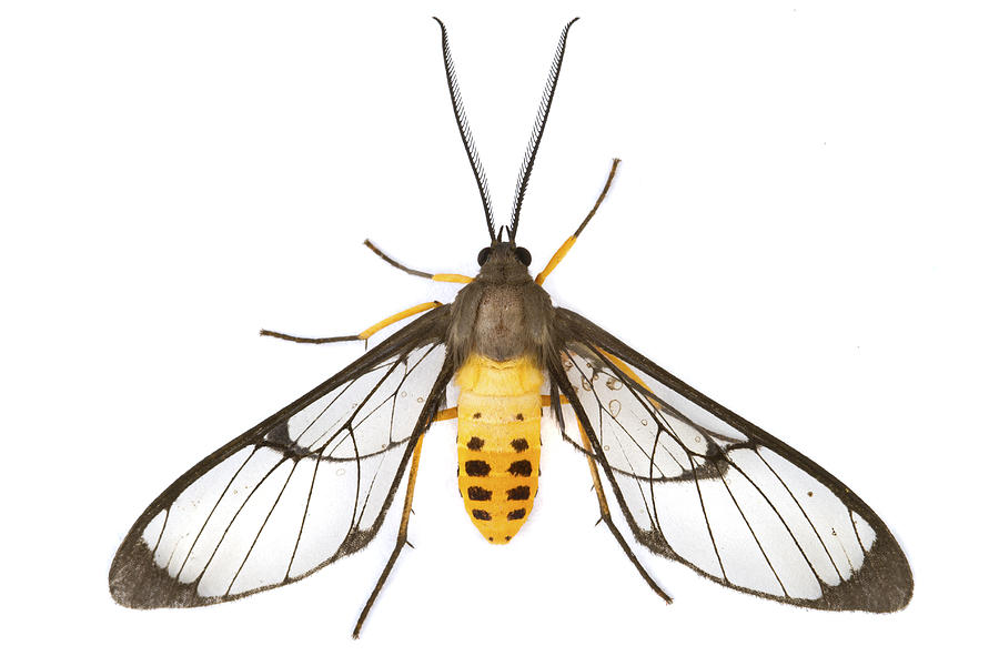 Scape Moth Cartago Costa Rica Photograph by Piotr Naskrecki