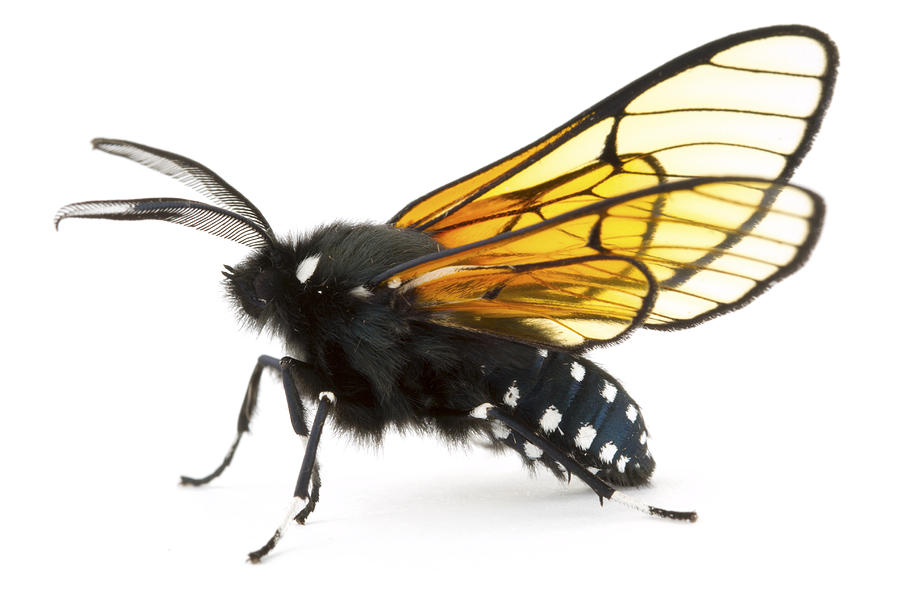 Scape Moth Costa Rica Photograph by Piotr Naskrecki