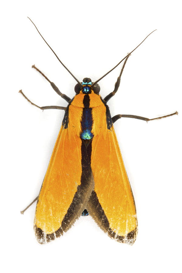 Scape Moth Tapanti Np Costa Rica Photograph by Piotr Naskrecki