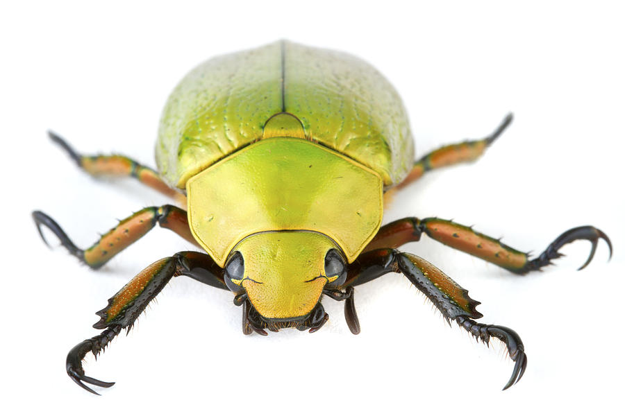Scarab Beetle Tapanti Np Costa Rica Photograph by Piotr Naskrecki