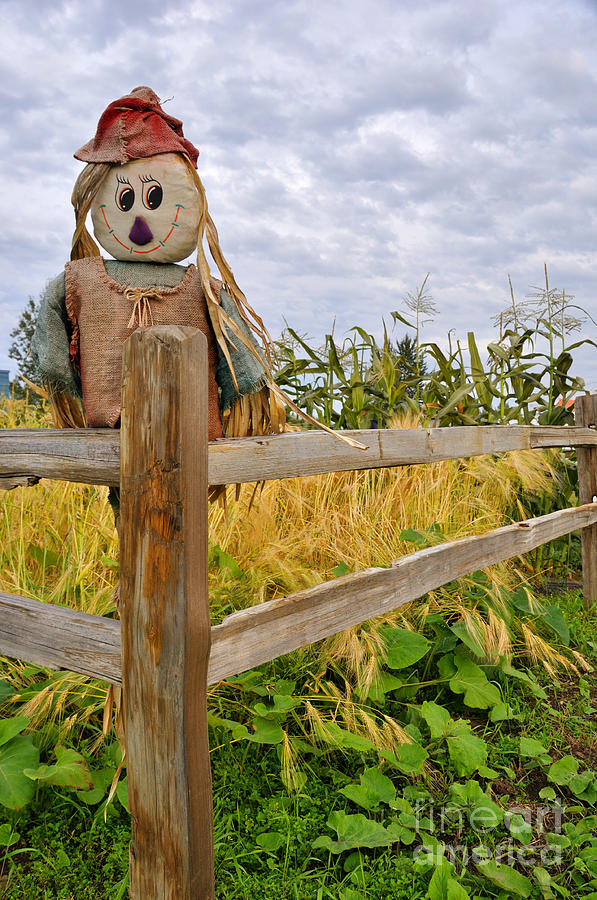 Scarecrow in Corn and Squash Patch Photograph by Gary Whitton