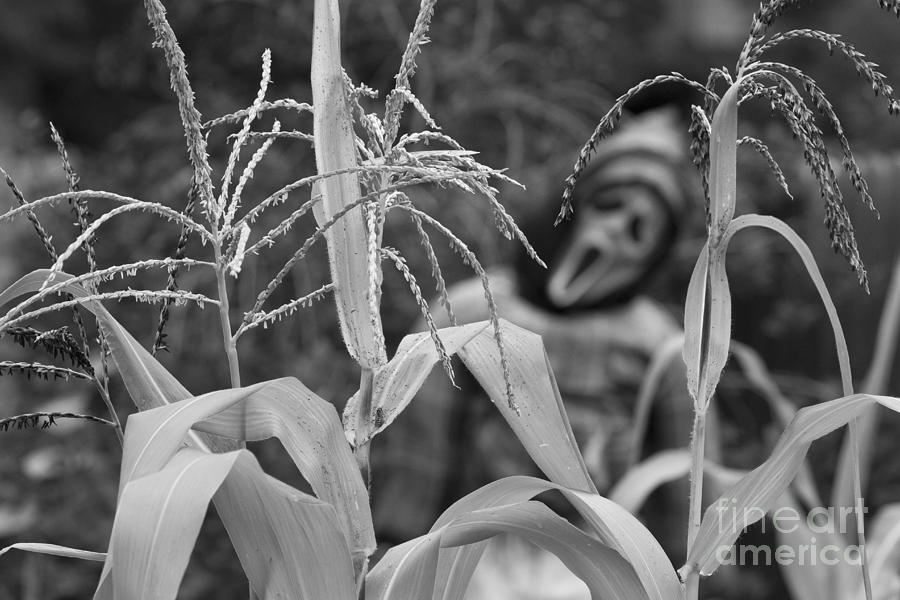 Scarecrow in the Corn BW Photograph by James BO Insogna