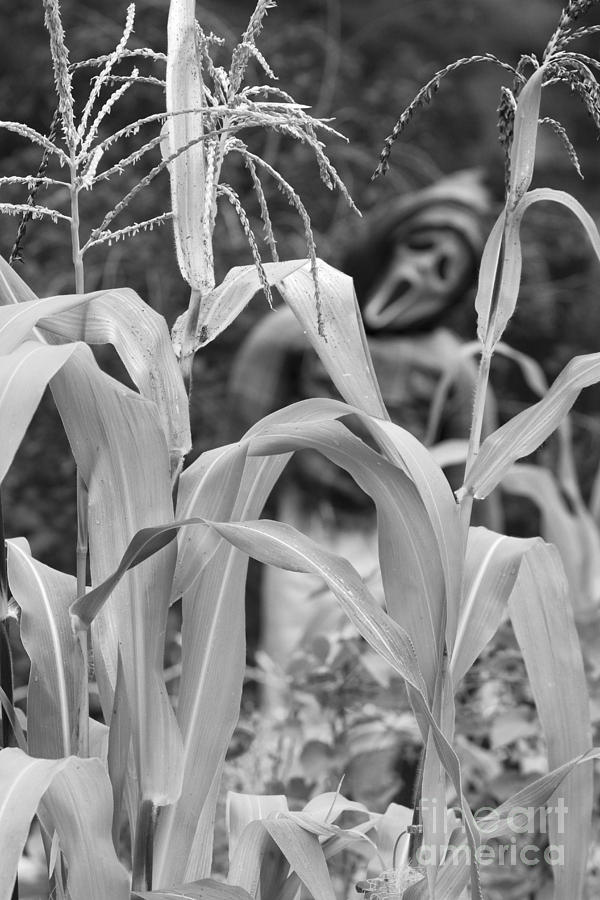 Scarecrow in the Corn Vertical Image BW Photograph by James BO Insogna