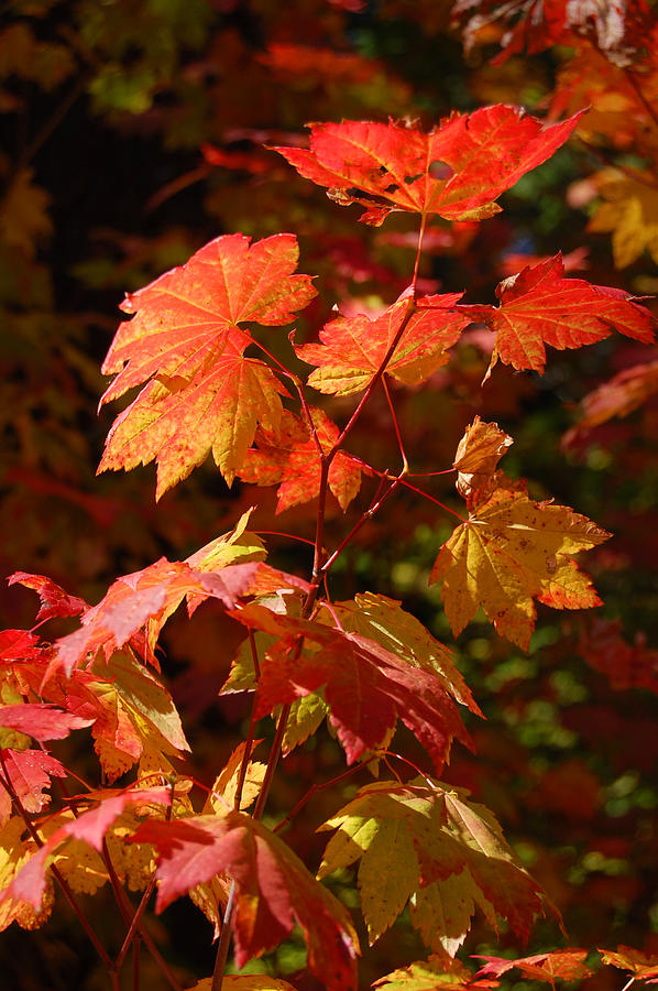 Scarlet Autumn Leaves Photograph by Sherrie Triest - Fine Art America