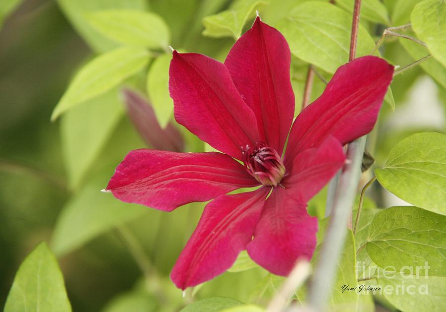 Scarlet Clematis  Photograph by Yumi Johnson