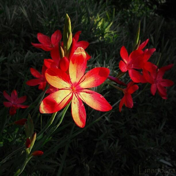 Flower Photograph - Scarlet Flowers...  by Linandara Linandara
