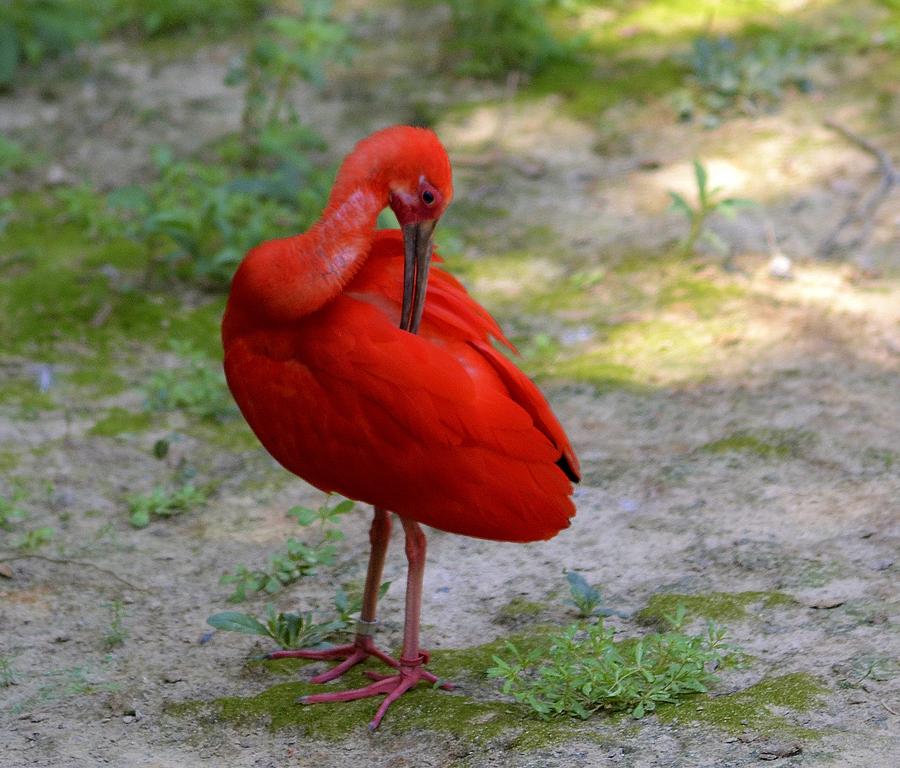 Scarlet Ibis Photograph by Bill Hosford